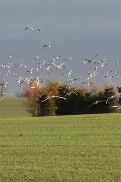 Seagull Stock Photos