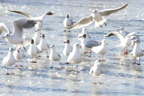 Seagull Stock Photos