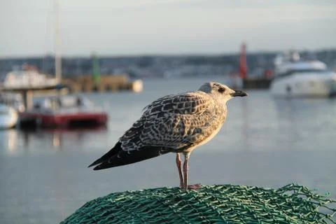 Seagull. Stock Photos