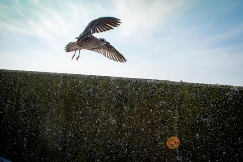Seagull Stock Photos
