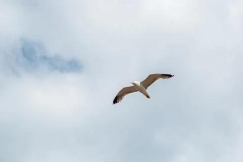 Seagull Stock Photos