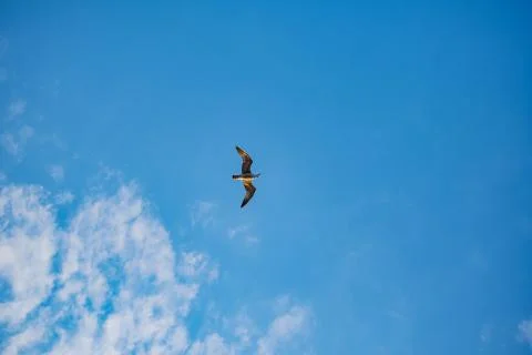 Seagull Stock Photos