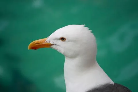 Seagull 스톡 사진