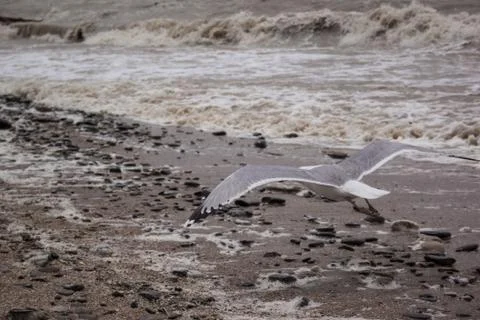 Seagull Stock Photos
