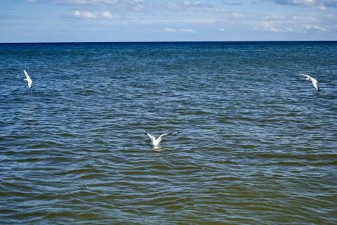 Seagull Stock Photos
