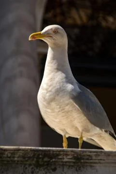 Seagull Stock Photos