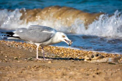 Seagull Stock Photos