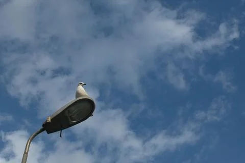 Seagull Stock Photos