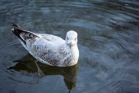 Seagull 写真素材