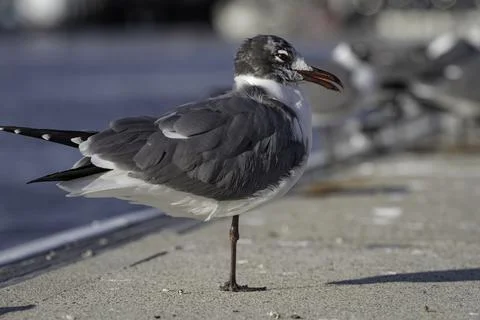 Seagull Stock Photos