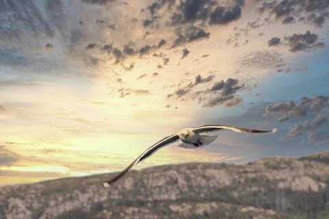 Seagull Stock Photos