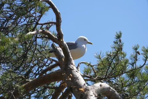 Seagull Stock Photos