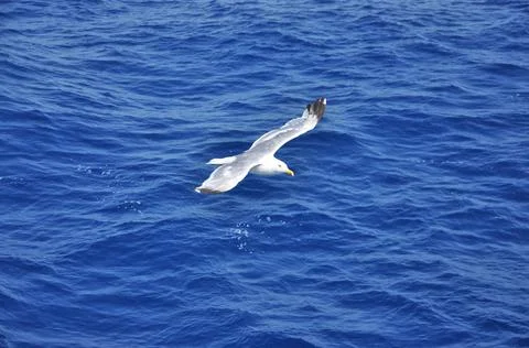 The seagull. Foto stock