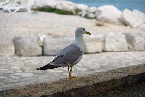 Seagull Stock Photos