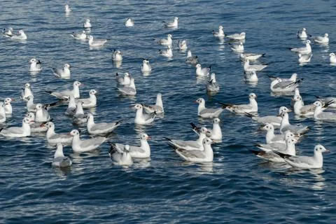Seagull Stock Photos