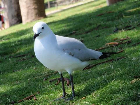 Seagull Stock Photos