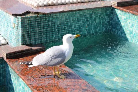 Seagull Stock Photos