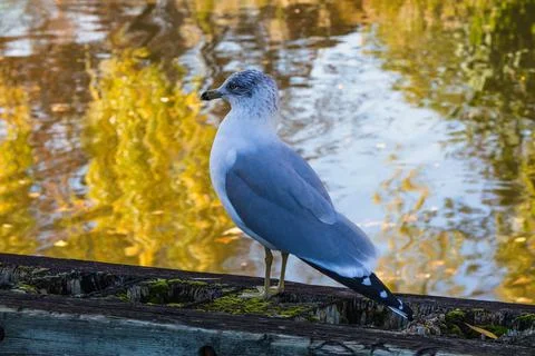 Seagull Stock Photos