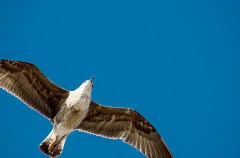 Seagull Stock Photos