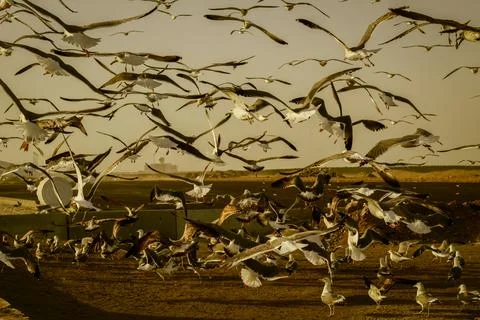 Seagull Stock Photos