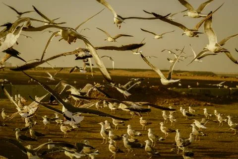Seagull Stock Photos