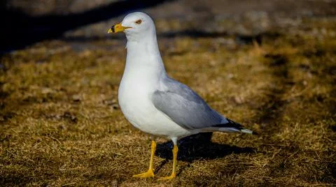 Seagull Stock Photos