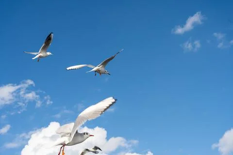 Seagull Stock Photos