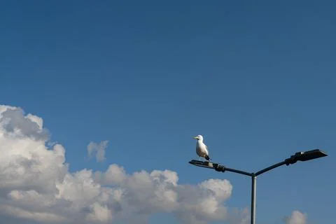 Seagull Stock Photos