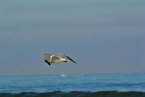 Seagull Stock Photos