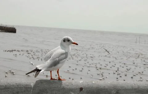 Seagull Stock Photos