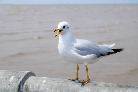 Seagull Stock Photos