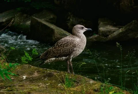 Seagull Stock Photos