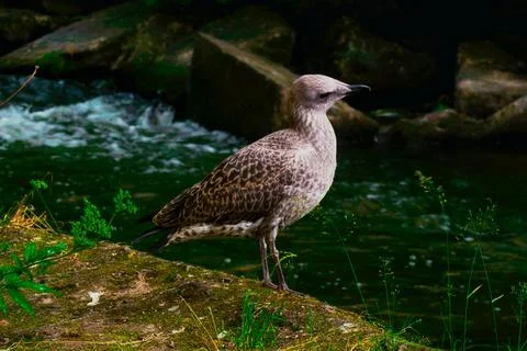 Seagull Stock Photos