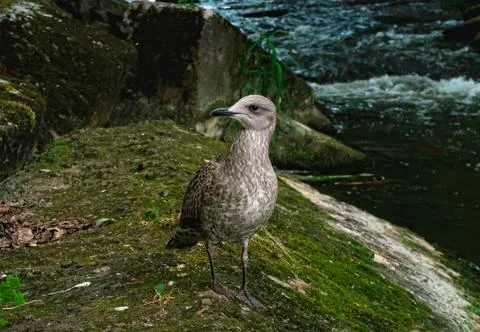 Seagull Stock Photos
