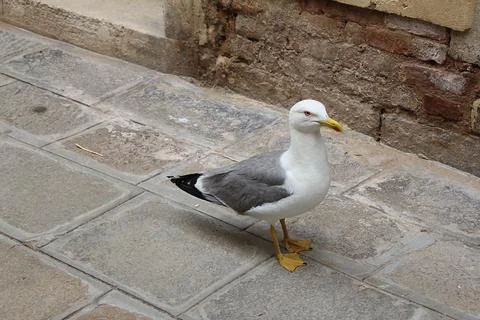 Seagull Stock Photos