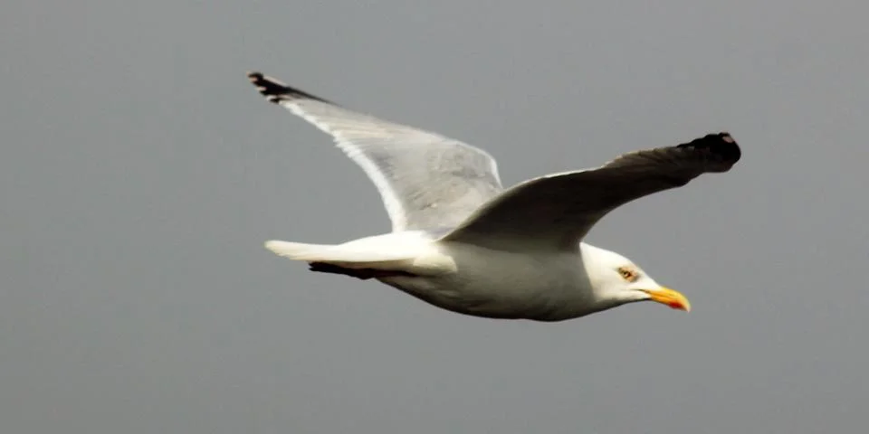 Seagull Stock Photos