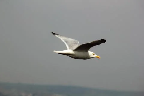 Seagull Stock Photos
