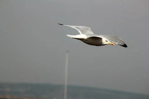 Seagull Foto stock
