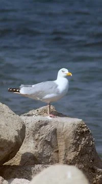 Seagull Stock Photos