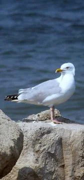 Seagull Stock Photos