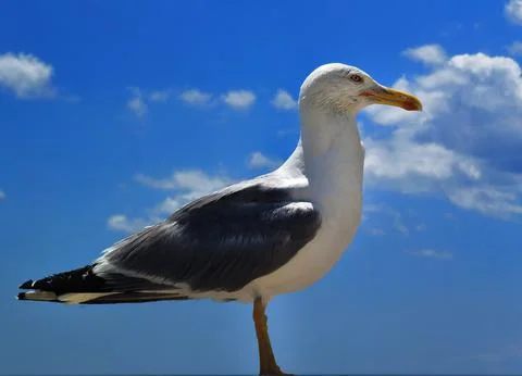 Seagull Stock Photos