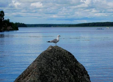 Seagull Stock Photos