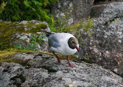 Seagull Stock Photos
