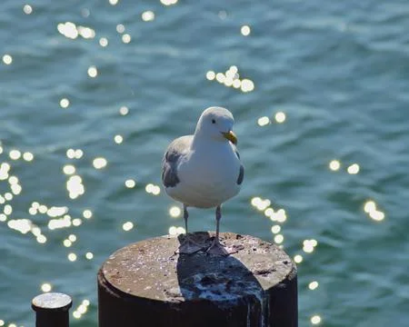 Seagull Stock Photos