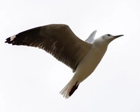 Seagull Stock Photos