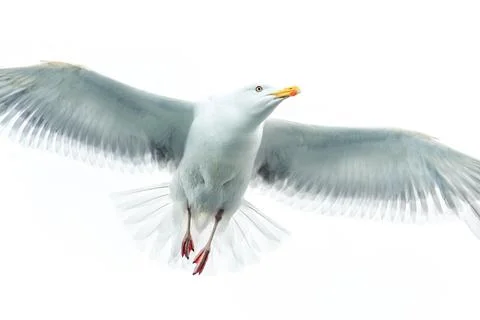 Seagull Stock Photos