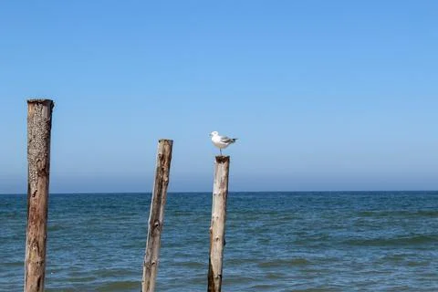 Seagull Stock Photos