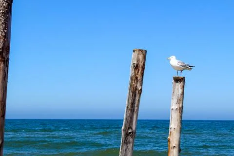 Seagull Stock Photos