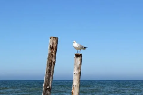 Seagull Stock Photos