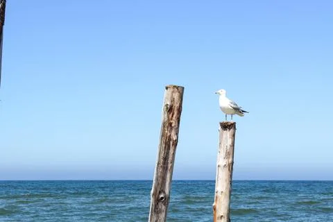 Seagull Stock Photos